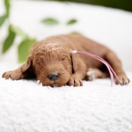 Pink collar - Red  female Goldendoodle puppy in Spokane, Washington from Doodle Love