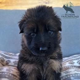 Gia - Black and red female German Shepherd puppy in Garland, Maine from Vom Schön Traumhund