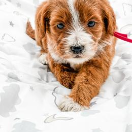 Twix - Red  male Goldendoodle puppy in Belton, South Carolina from Poodley Doodley Doo