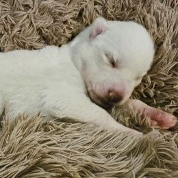 Jason Aldean - White male Siberian Husky puppy in Surprise, Arizona from Country Heart Kennel