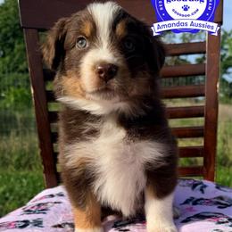 RTF Green collar - Red tri-color female Australian Shepherd puppy in Greenville, Texas from Amandas Aussies