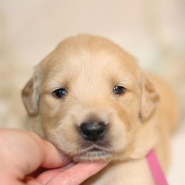 Golden Retriever Puppies from UnrivaledGoldens
