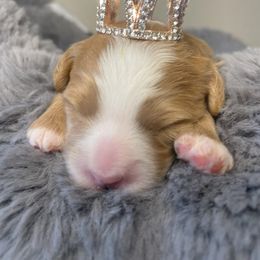Bernedoodle Puppies from Myt fine doodles