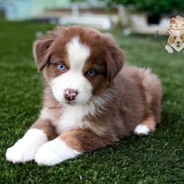 Piglet - Red tri-color female Australian Shepherd puppy in Buena Vista, Colorado from Wigglebutts Unlimited