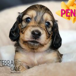 Penne - Cream female Dachshund puppy in Parma, Idaho from Terracane Dachshunds & Sunwell Golden Retrievers