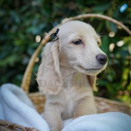 Lolli - Cream female Dachshund puppy in Temecula, California from Naomi Magee's Dachshund Kennel