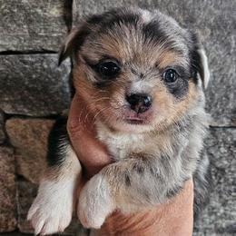 AKC Beau In Maine 3000.00 - Merle male Chihuahua puppy in Newport, Maine from Pinewood Acres Chihuahuas