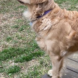 Golden Retrievers from Glorious Austin Goldens