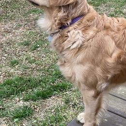 Golden Retrievers from Glorious Austin Goldens