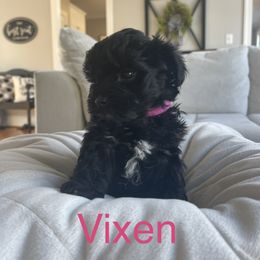 Yorkipoo Puppies from Bossman Yorkipoos