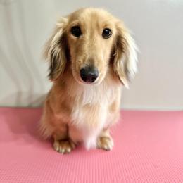 Dolly - Cream female Dachshund puppy in Mascot, Tennessee from Magnolia Pearl Dachshunds