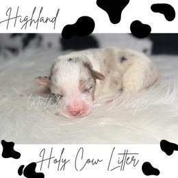 Hyland - Blue merle and white male American Corgi puppy in Greenwood, Indiana from Witch Creek Corgis