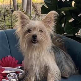Sarita - Blue and gold female Yorkshire Terrier puppy in Cape Coral, Florida from Katherine’s Yorkies and Poodles