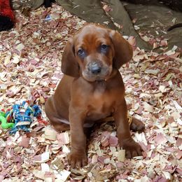 Redbone Coonhound Puppies from Dark Trail Redbones