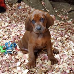 Redbone Coonhound Puppies from Dark Trail Redbones