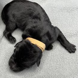 Boy 1-brown - Black male German Shepherd puppy in Sharon Grove, Kentucky from Julie’s Shepherds
