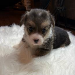 Onyx - Black and tan female Pembroke Welsh Corgi puppy in Abingdon, Virginia from Em-K Kennels