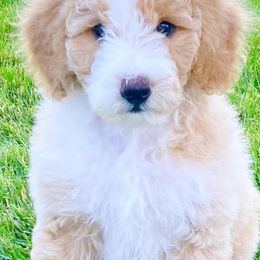 Sheepadoodles from Skye Valley Doodles