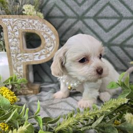 Gretchen - Gold and white female Shihpoo puppy in Hartville, Missouri from Petty Paws