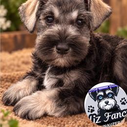Coco - Salt and pepper male Miniature Schnauzer puppy in Deltona, Florida from LIZ FANCY SCHNAUZERS
