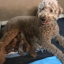 Goldendoodle Puppies from Da Ruba Doodles