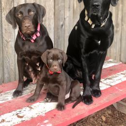 Labrador Retriever Puppies from On My Side Kennels