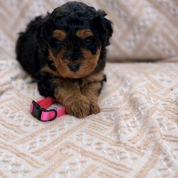 Ice Cream - Pink - Merle female Bernedoodle puppy in Charleston, South Carolina from Palm Belle Doodles
