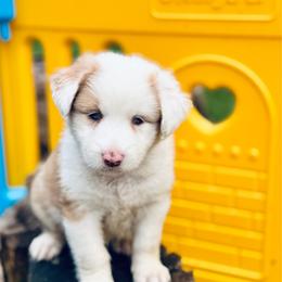 Beeny - Sable female Aussiedoodle puppy in Hempstead, Texas from Young Gun Aussies