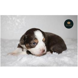 Sage - Red tri female Toy Australian Shepherd puppy in Wiggins, Colorado from Mile High Acres & Aussies