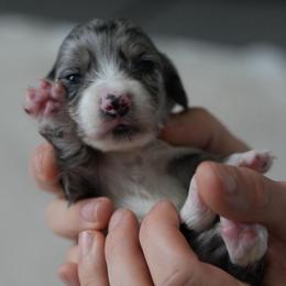 Boy 1 - Dapple male Dachshund puppy in Richmond, Virginia from Irresistible Dachshunds & Cavaliers