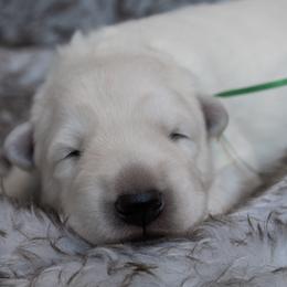 Green Boy - White male Berger Blanc Suisse puppy in Ogden, Utah from Nordic Dreams White Shepherds