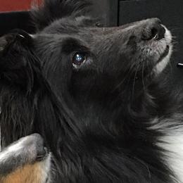 Shetland Sheepdogs from Lakehaven