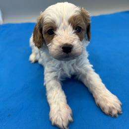Tucker - Blenheim male Cavapoo puppy in Burke, New York from Patti’s Puppies