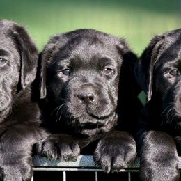 Labrador Retrievers from Greenstone Labradors