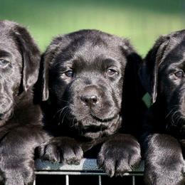 Labrador Retrievers from Greenstone Labradors