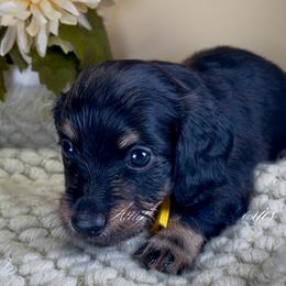 Adonis - Black and tan male Dachshund puppy in Jena, Louisiana from Amy’s Mini Doxies