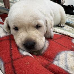 Girl 1 - Yellow female Labrador Retriever puppy in Turner, Maine from Bear Pond Retrievers