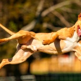 American Pit Bull Terriers and American Staffordshire Terriers from Mythos K9s