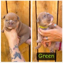 Green collar - Fawn male Bulldog puppy in Seattle, Washington from Authentic Bullys