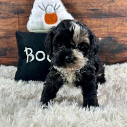 Binx - Black white and tan male Cockapoo puppy in Lancaster, Missouri from Cavapoo Acres