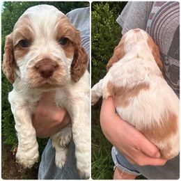 Muriel - Buff and white male Cocker Spaniel puppy in Adamsville, Tennessee from Jamie’s Sweet Spaniels