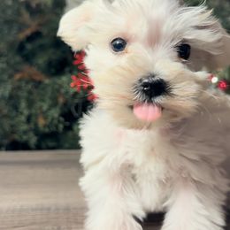 Miniature Schnauzer Puppies from Cali Sun-kissed Schnauzers