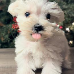 Miniature Schnauzer Puppies from Cali Sun-kissed Schnauzers