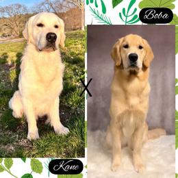 Puppy - Light golden male Golden Retriever puppy in Orangevale, California from Bear State Goldens
