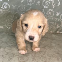 Chip - Cream male Dachshund puppy in Lexington, Oklahoma from BooneDox Miniature Dachshunds