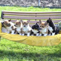 American Corgi and Pembroke Welsh Corgi Puppies from Abundant Joy Corgis