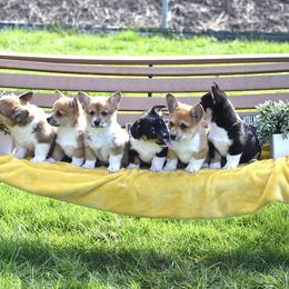American Corgi and Pembroke Welsh Corgi Puppies from Abundant Joy Corgis
