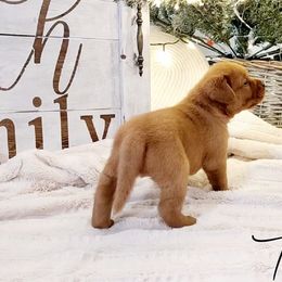 Labrador Retriever Puppies from Abundance Labradors
