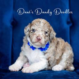 Aussiedoodle Puppies from Dani's Dandy Doodles