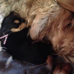 Otterhound Puppies from Riverrun Otterhounds